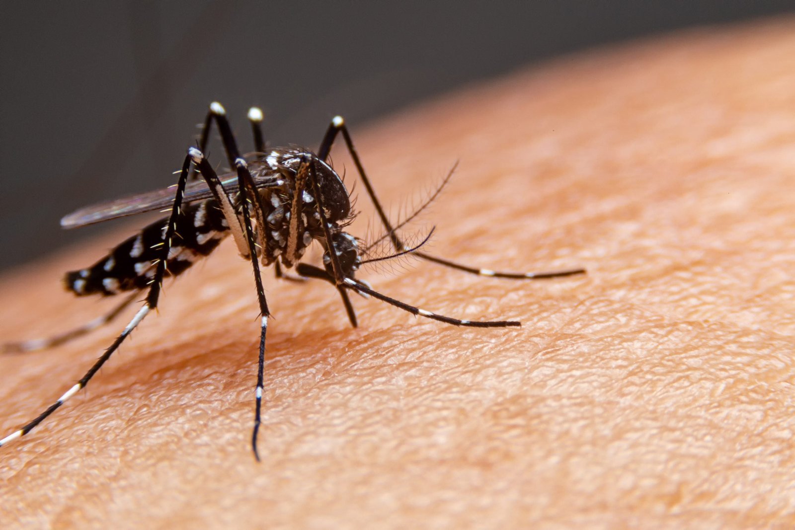 Dengue: prefeitura do Rio confirma mais duas mortes e total sobe para 18 no estado