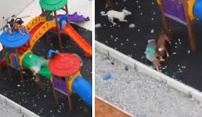 Crianças são atacadas por pitbulls em parquinho