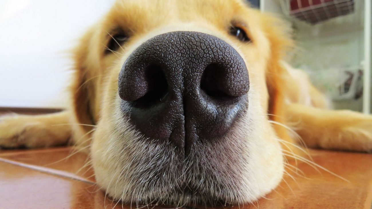 Cachorro da raça Golden